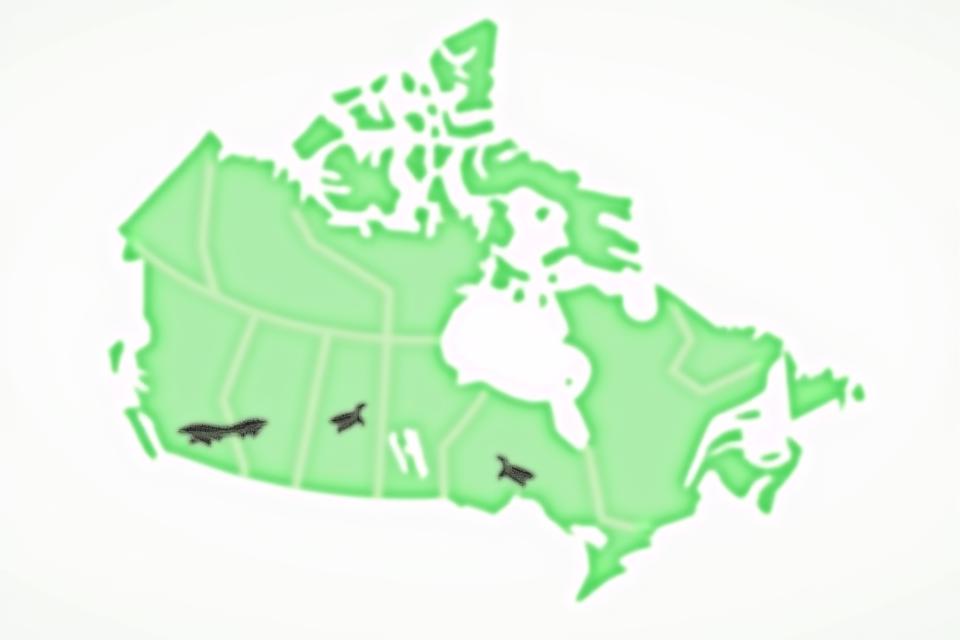 Illustrated map of Canada highlighting regions with high reptile diversity, showing outlines of various reptile species within specific provinces.